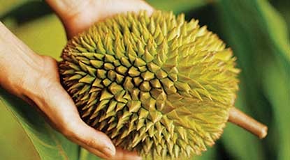 durian in hand.jpg