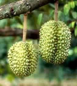 durian on tree.jpg